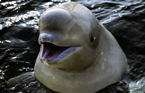 200+ Smiling Beluga Whale Stock Photos, Pictures & Royalty-Free Images ...