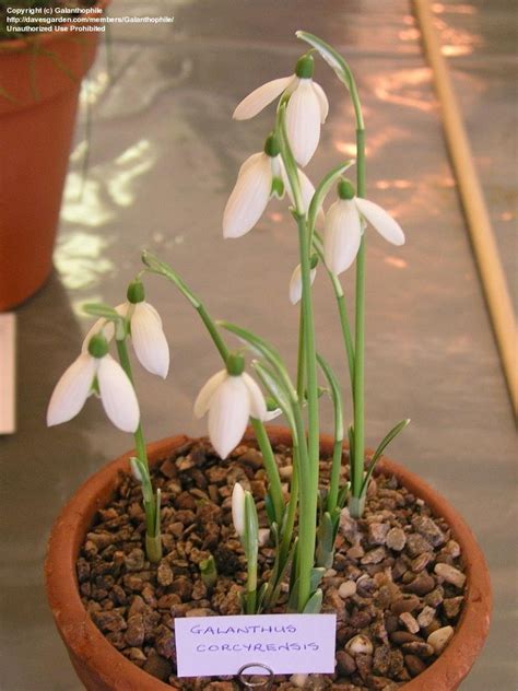 Plantfiles Pictures Snowdrop Galanthus Corcyrensis By Galanthophile