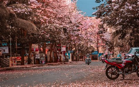 These Beautiful Pics Of Blossoms During The Lockdown Shows That Hope Is