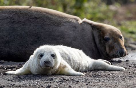 Grey seal pups caught on camera as birthing season approaches its peak | BT