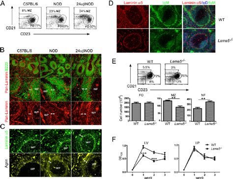 Laminin α 5 Distribution In The Mz Correlates With Mz B Cell