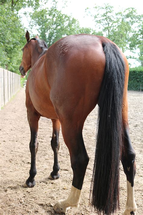 Natuurgeneeskunde Voor Paarden PaardenNatuurlijk