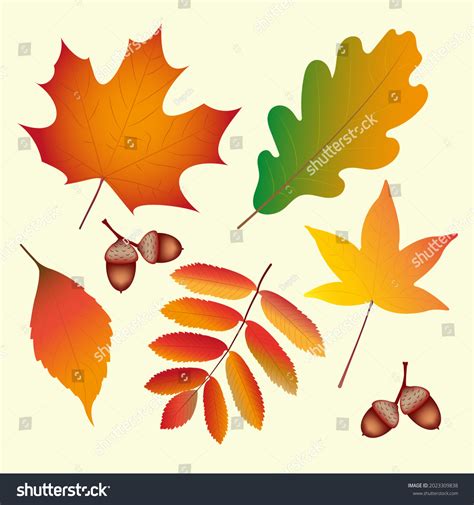 Different Autumn Leaves Set Vector Illustration Stock Vector Royalty