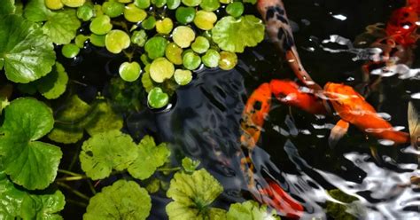 How Deep Does A Koi Pond Need To Be Essential Tips