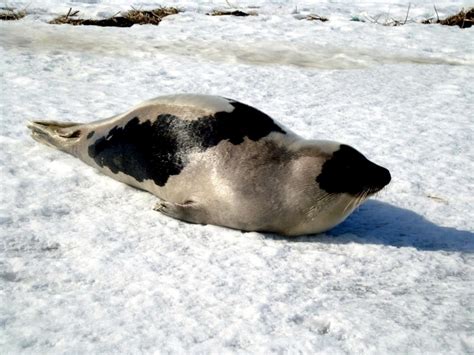 Harp Seal Ocean Treasures Memorial Library