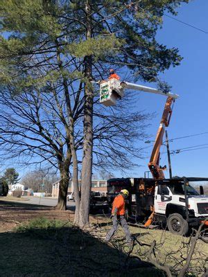 FAMA TREE SERVICE Updated February 2025 10 Photos Bergenfield