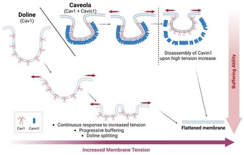 Cells Free Full Text Caveolae Mechanotransduction At The Interface