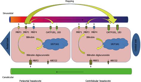 Figure 1 From New Insights In Bilirubin Metabolism And Their Clinical