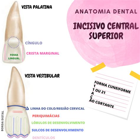 Anatomia Dental Incisivo Anatomia Dental E Oclus O