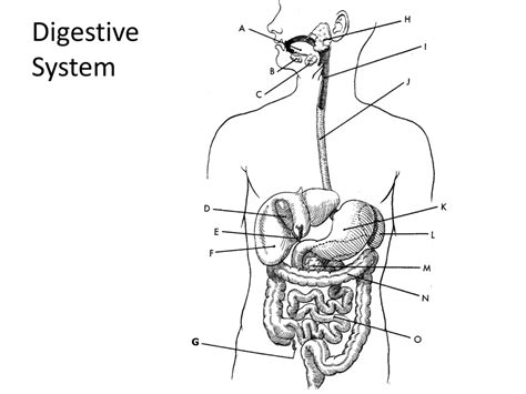 Digestive System Labeling Diagram Quizlet