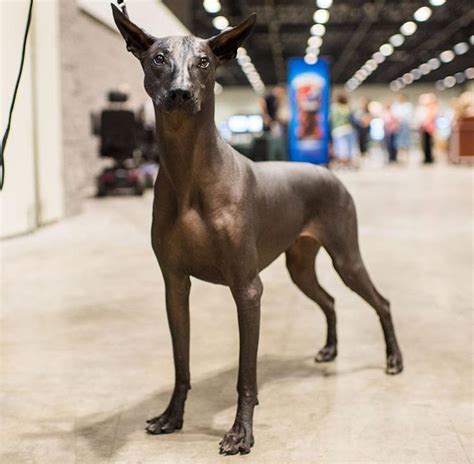 Pin On Xoloitzcuintli Hairless Dog Xoloitzcuintli Cute Dogs