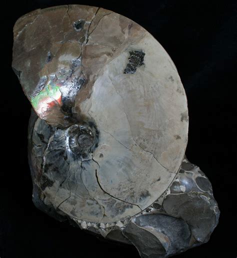 64 Placenticeras Ammonite South Dakota For Sale 6098