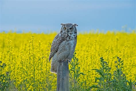 Great Horned Owl Perched Amongst Canola Alberta Smithsonian Photo