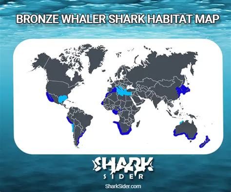 Sharks Of The World Like The Bronze Whaler Shark - Shark Sider