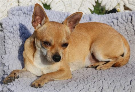 tan smooth chihuahua free image | Peakpx