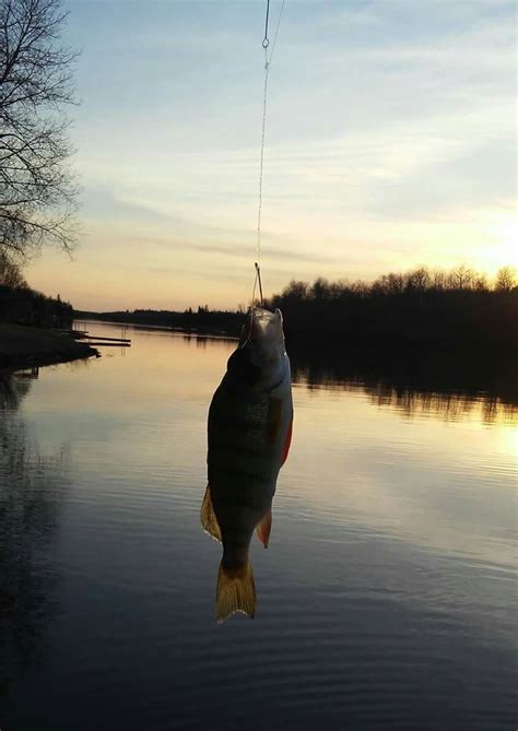 Bird river Manitoba Manitoba, Canada, River, Bird, Birds, Rivers