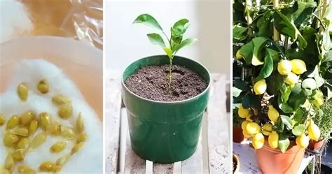 10 Dicas Simples Para Cultivar Um Limoeiro Em Um Vaso Delicias E Truques