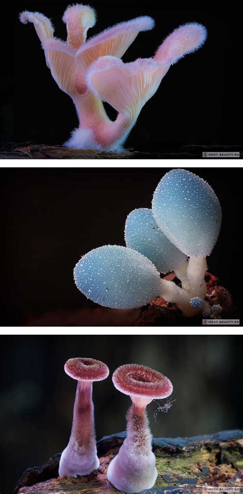 необычные грибы | Грибы, Псилоцибиновые грибы, Дикие грибы