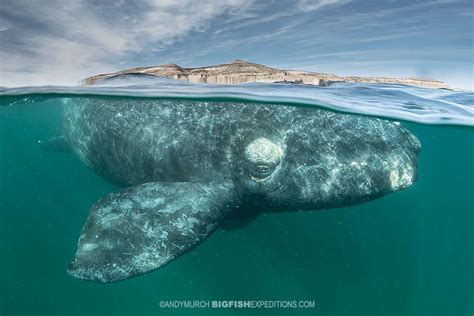 Southern Right Whale Underwater Photography 2019 Trip Report | Big Fish ...