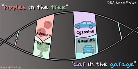 DNA Bases - Science with The Amoeba Sisters