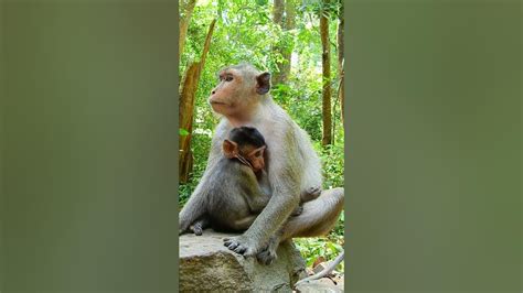 Lovely Baby Monkey So Cute Monkey Animals Monkeys Wildlife Nature