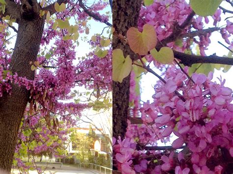 Как цветет иудино дерево и другие деревья Барселоны | Postcards from ...
