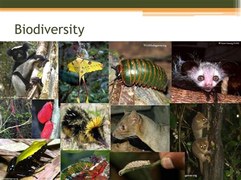 PPT - Conservation of Endemic Species of Madagascar PowerPoint ...