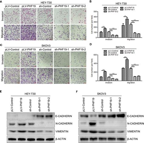 Frontiers PHD Finger Protein 19 Enhances The Resistance Of Ovarian