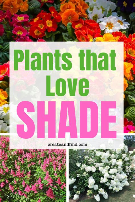 10 Best Shade Loving Plants You Must Grow At Home With Price Atelier Yuwa Ciao Jp