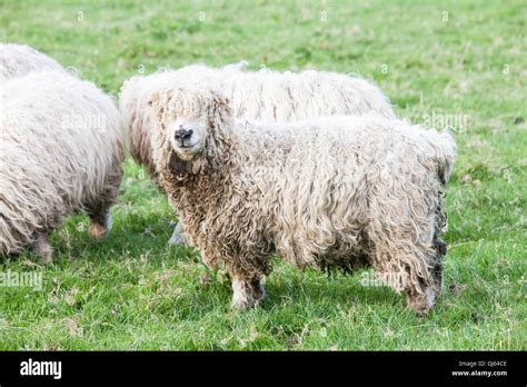 Wooly Sheeprare Unusual Breed In Field Near Wincantonsomersetengland