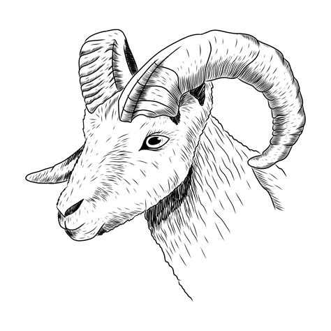 Ram Head With Horns In Sketch Style Vector Isolated Illustration Of A