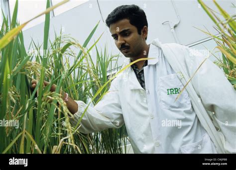 Philippines IRRI International Rice Research Institute In Los Banos