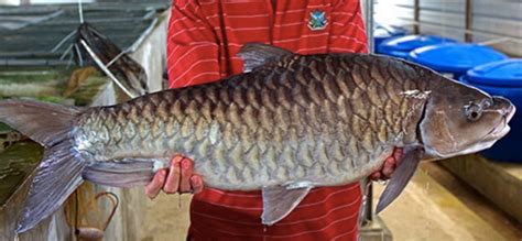 Ikan Empurau Bernilai Rm Ribu Lesap Di Agrofest Utusan Borneo