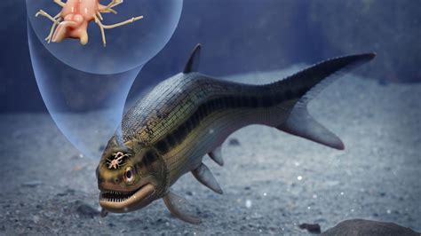 ‘ancient Fish Fossil Reveals Oldest Example Of Well Preserved