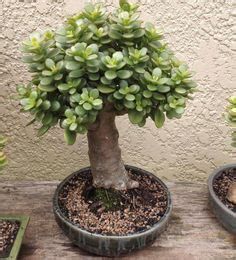 340 Bonsai Dwarf Jade Ideas In 2023 Bonsai Jade Bonsai Bonsai Tree