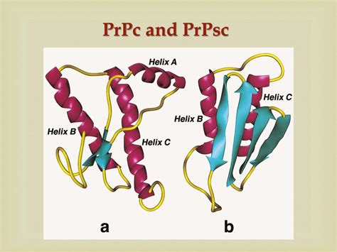 Ppt Creutzfeldt Jakob Disease And Other Prion Diseases Powerpoint