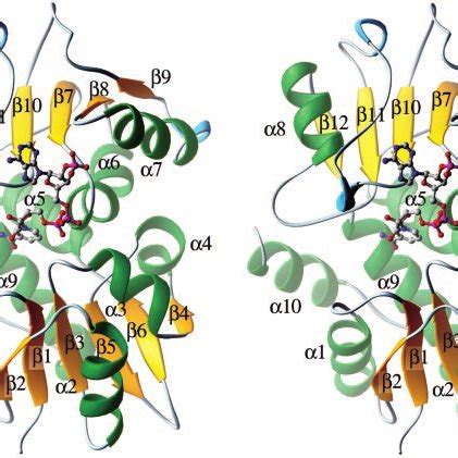 Quantitative Measurements Of NAD H And NADP H Levels In Rice