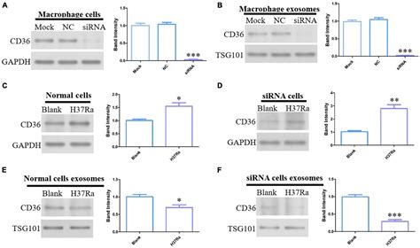 Frontiers Proteomics Analysis Of Exosomes From Patients With Active