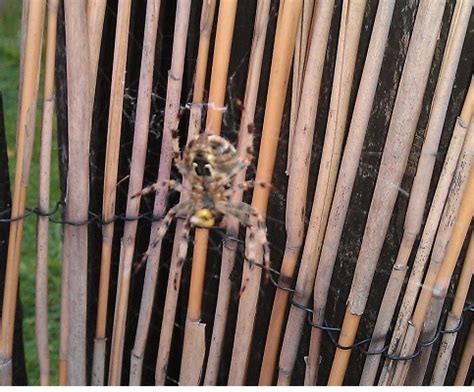 Araneus diadematus – The Urban Fly Fisher