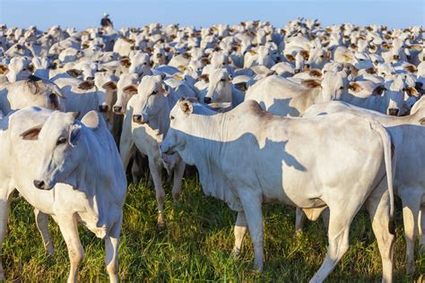 Mastite Bovina Saiba O Que Mastite Clinica E Subcl Nica Como