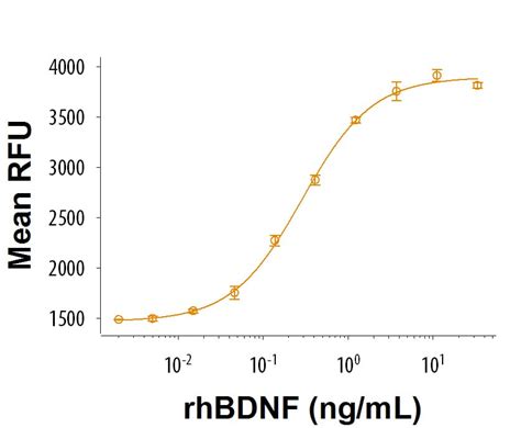 Recombinant Human Bdnf Gmp Cf Gmp R D Systems