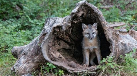 Fox Dens Easy Guide To Finding Them Exotella