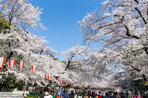 關東‧東京賞櫻 】上野恩賜公園～享受櫻花滿開炸裂的最高視覺饗宴！🔥 毛弟潛旅 旅行團