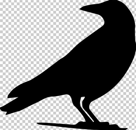 Drawing Crow Silhouette PNG, Clipart, American Crow, Animals, Art, Beak ...