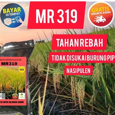 Jual Benih Padi Mr 319 Tahan Asam Asaman 1kg Kualitas Unggul Shopee