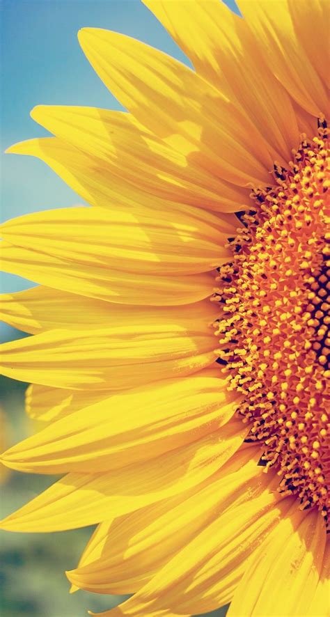 Les Meilleures Images Du Tableau Tournesols Sur Pinterest