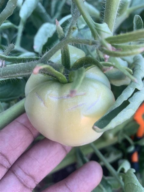 Are My Tomatoes Okay Ive Noticed These Little Ridges On The Sides