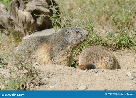 Alpine marmots stock photo. Image of europe, outdoors - 75237610