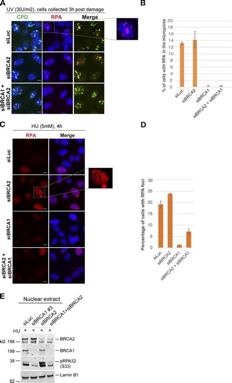 Smarcal Mediated Fork Reversal Is Required For Accumulation Of