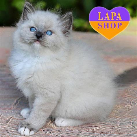 Persian Ragdoll Kittens Tranetbiologiaufrjbr